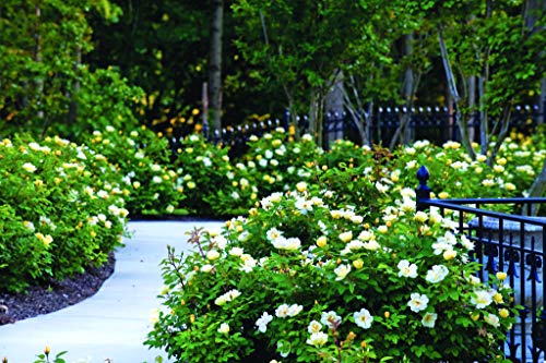 Rosa Sunny Knock Out®