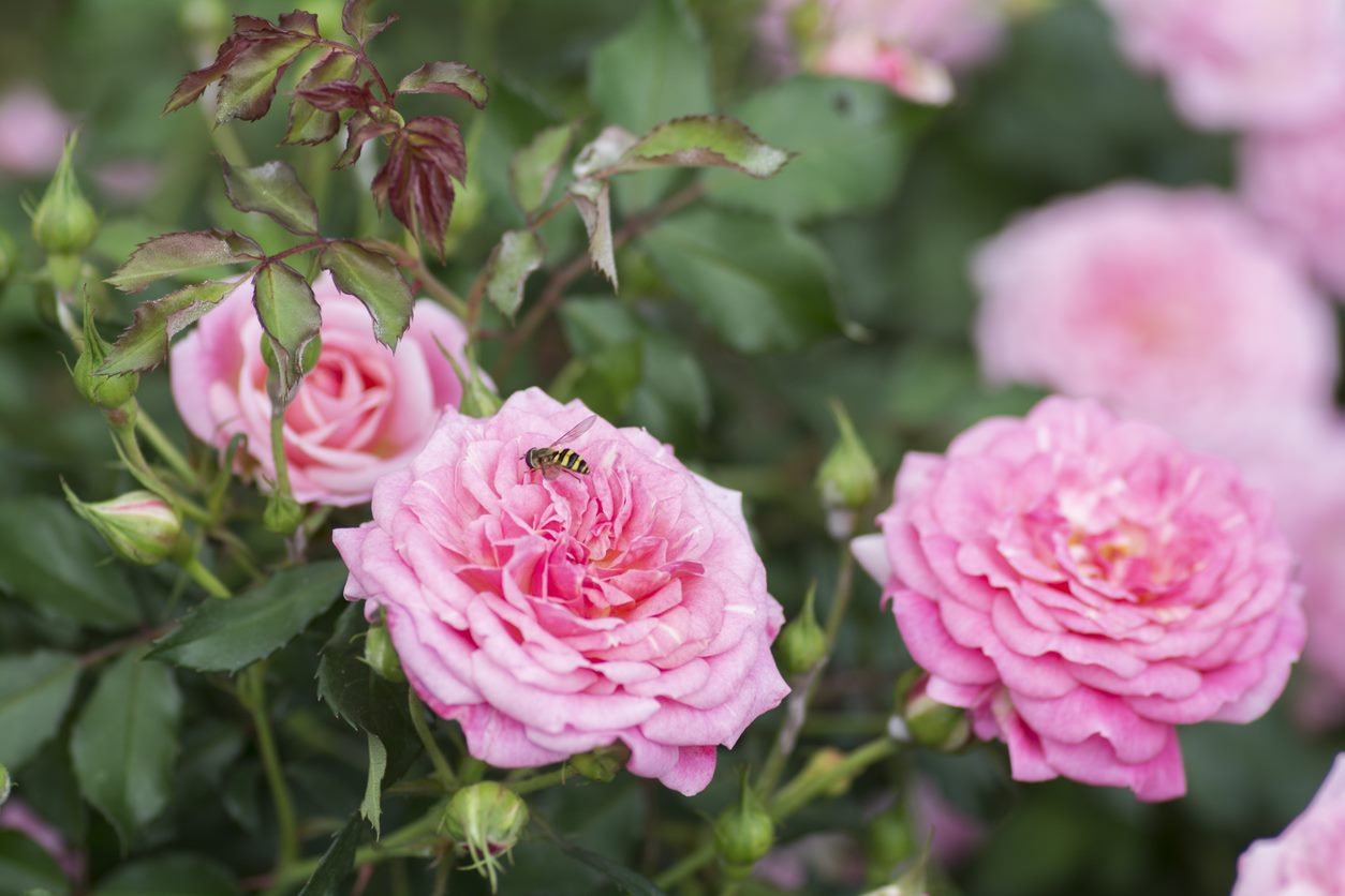 Rosa Sweet Drift®