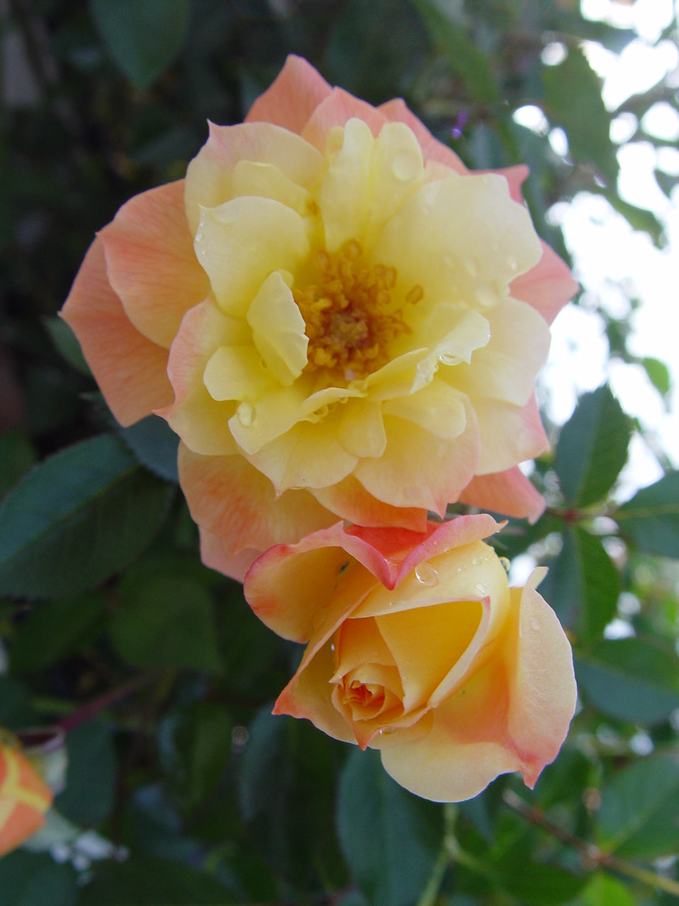 Rosa x Oso Easy Italian Ice®