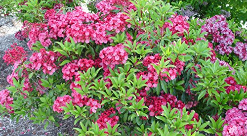 Sarah Mountain Laurel close‑up highlighting flower cluster and leaf texture