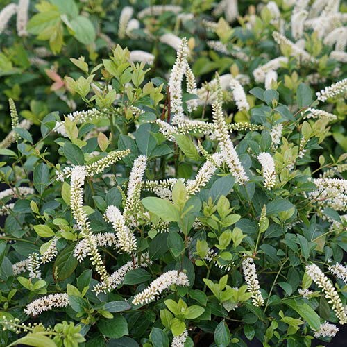 Scentlandia Sweetspire plant showing green foliage and blooms