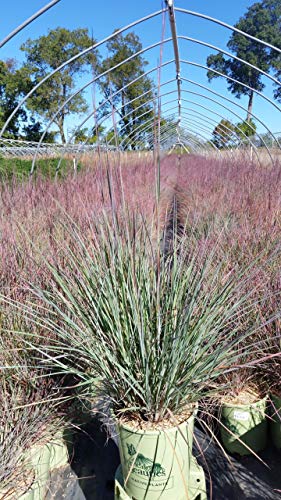 Schizachyrium scoparium The Blues