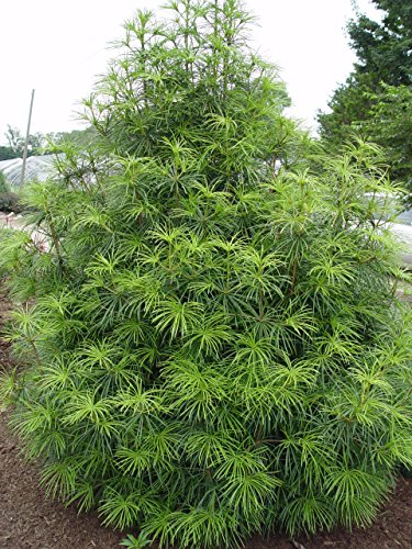 Sciadopitys verticillata