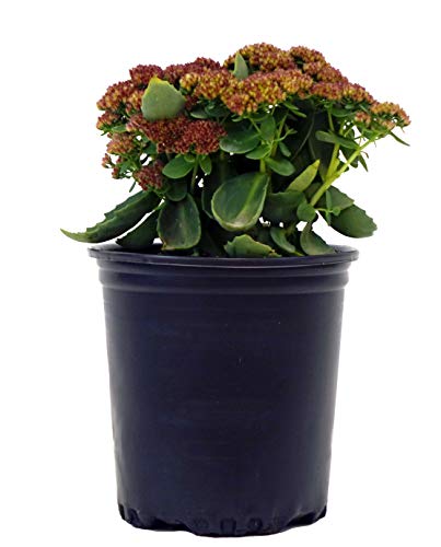 Sedum Spectabilis Autumn Joy