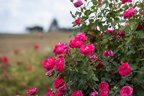 Side view of My Girl red flowering rose in pot showing blooms