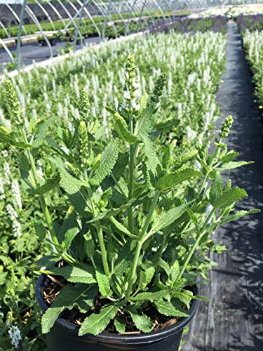 Side view of Snow Hill Meadow Sage in bloom with white flowers