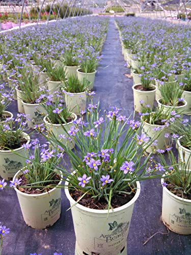 Sisyrinchium angust. Lucerne