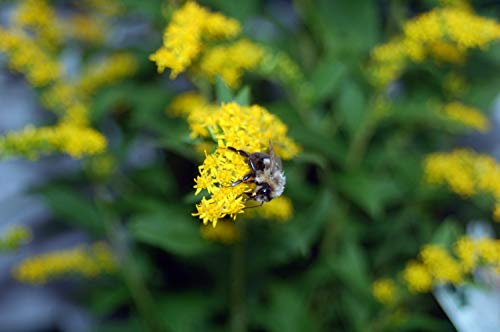 Solidago rugosa Fireworks