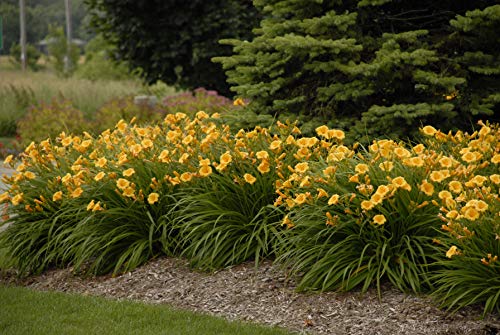 Stella d'Oro Daylily blooming
