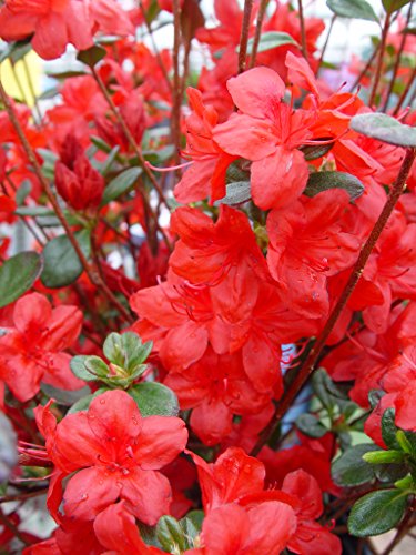 Stewartstonian azalea shrub with red blooms