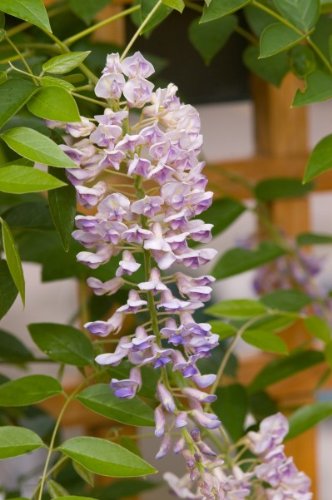 Summer Cascade™ Wisteria flower close up