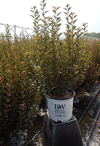 Tiny Wine® Ninebark in nursery