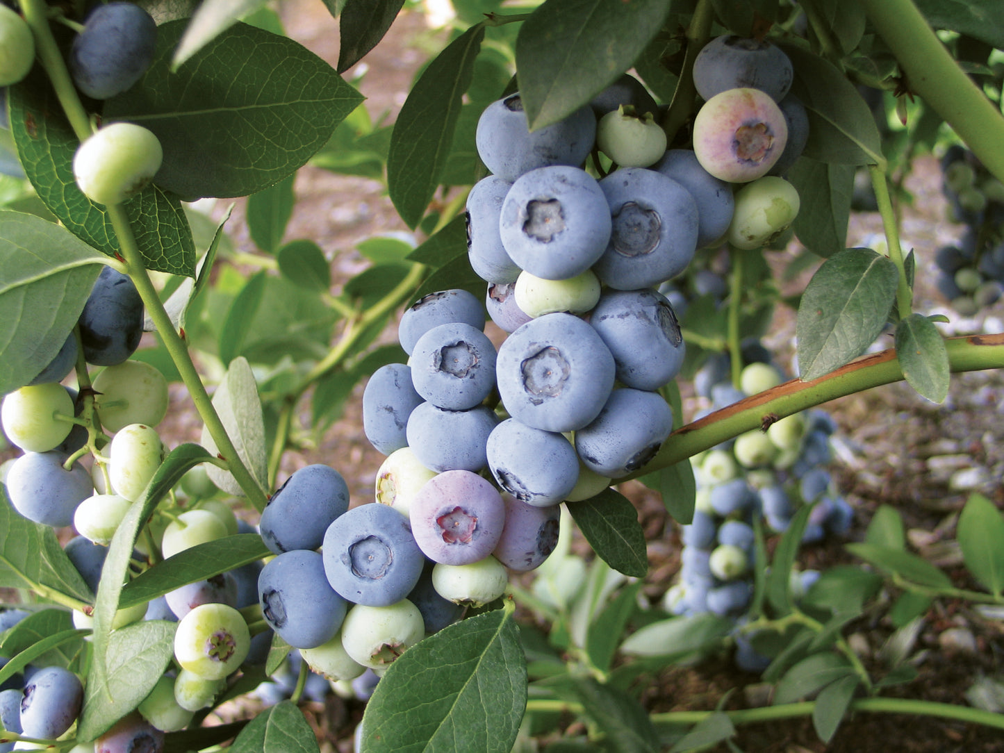 Sapphire Cascade Blueberry