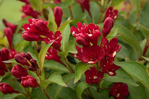 Weigela shrub showing dark green foliage and red flowers