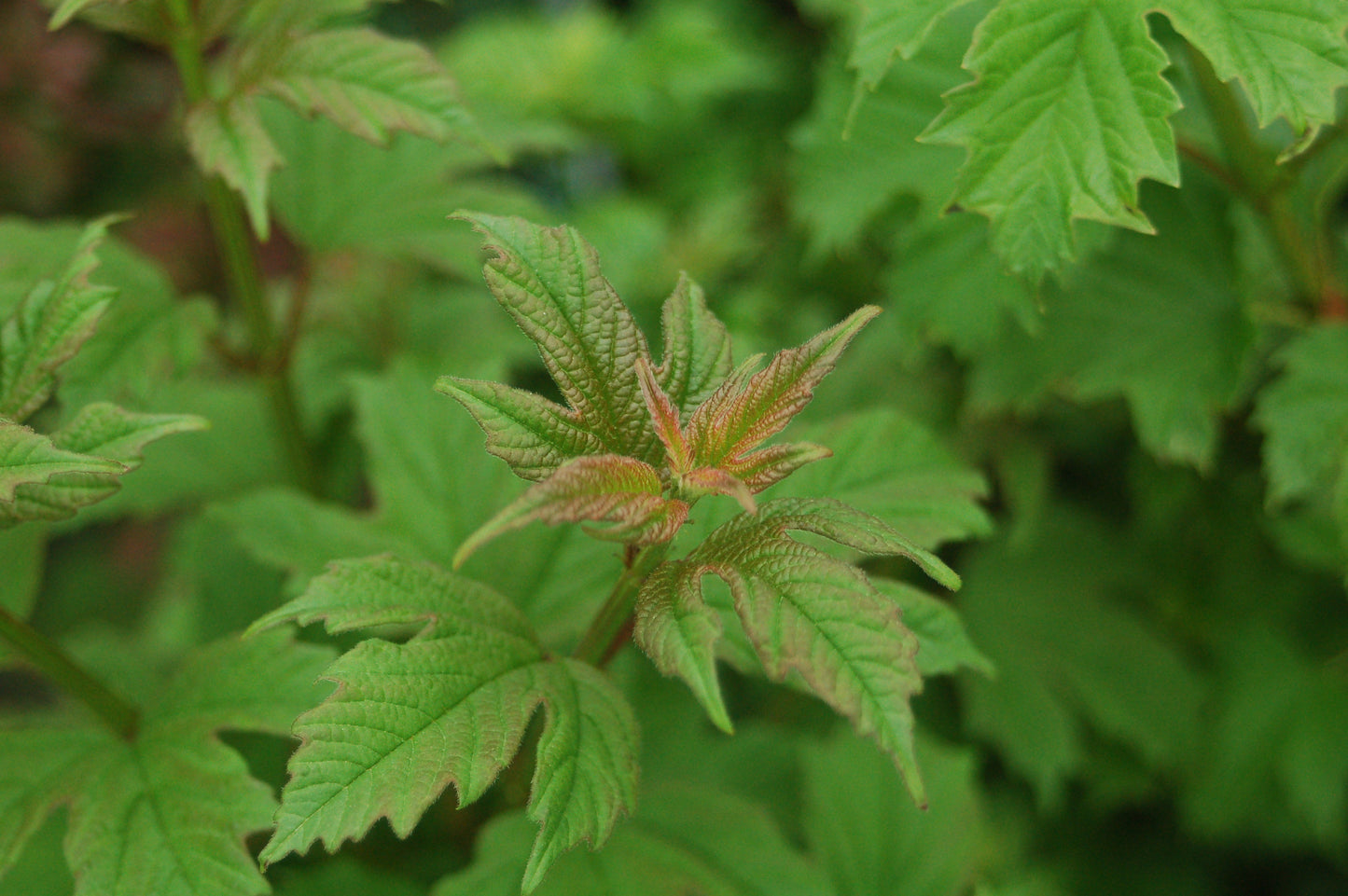 Wentworth Viburnum foliage close up