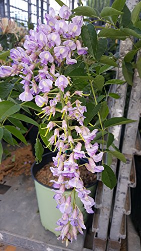 Wisteria macro. Blue Moon