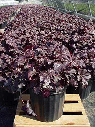 nursery view of dense purple‑silver Heuchera foliage