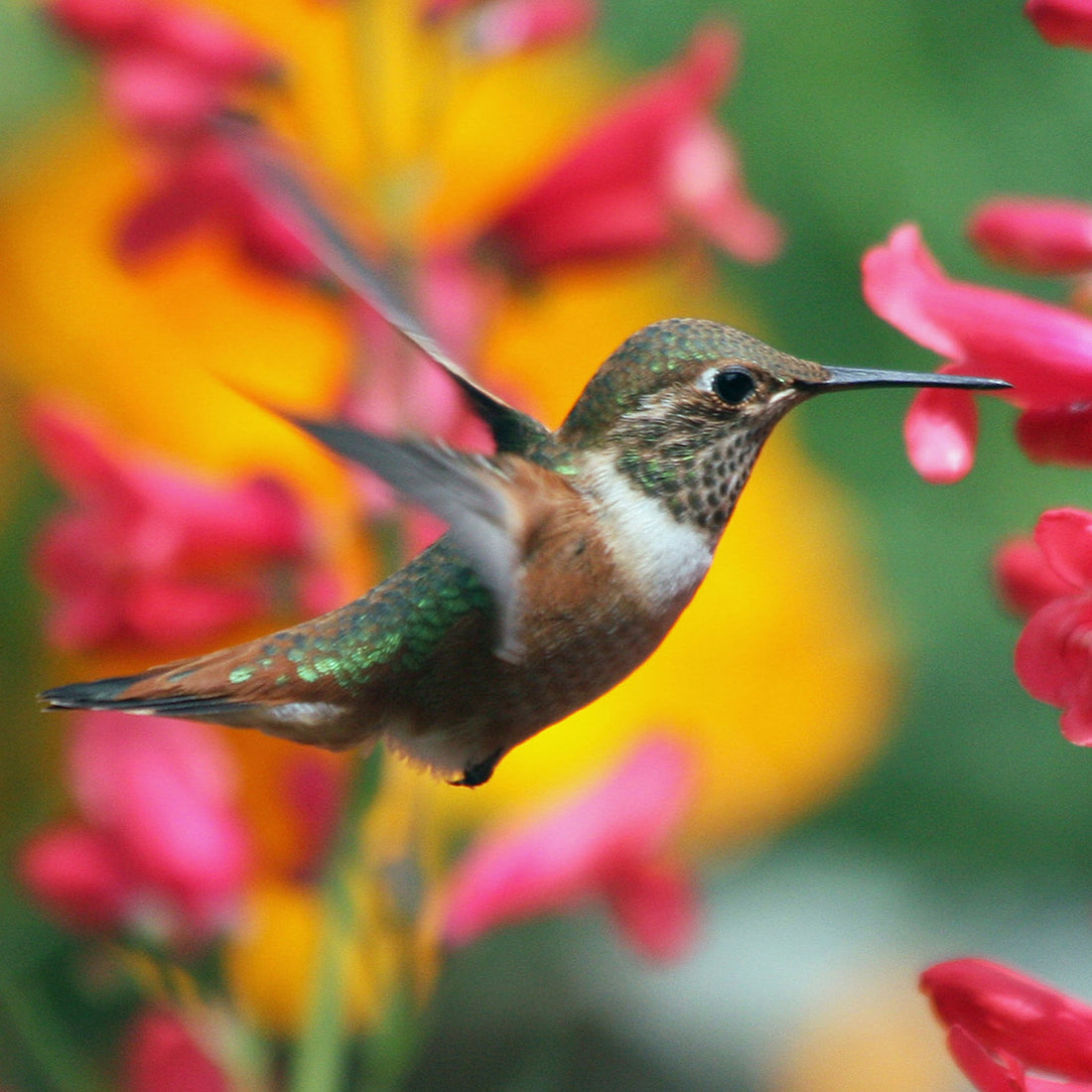 Create a Bird-Friendly Habitat with These Five Plants