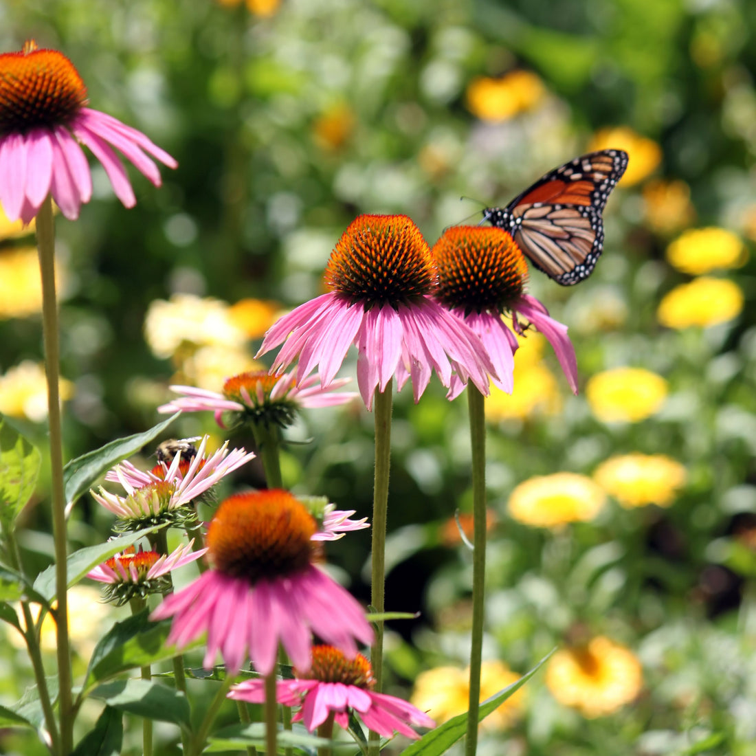 5 Plants to Attract and Help Monarch Butterflies