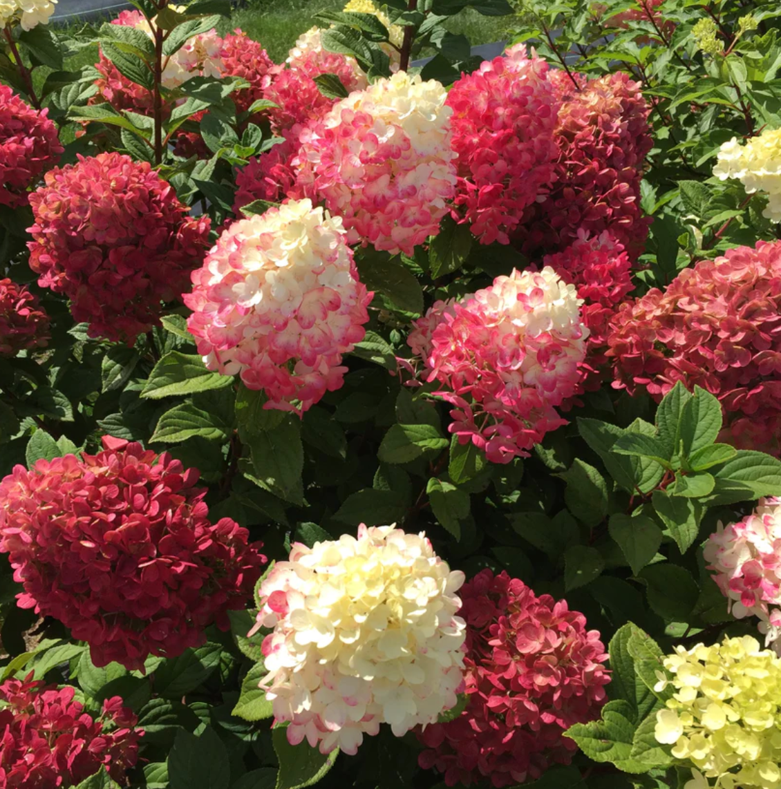 Colorful Hydrangea Tree 5 Colorful Hydrangeas for the Summer – Green Promise Farms