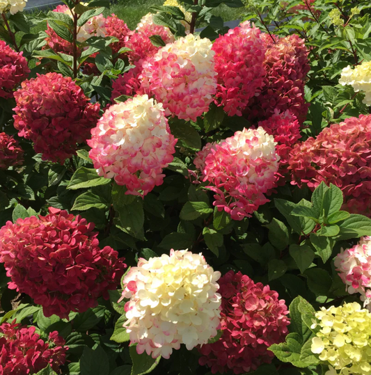 5 Colorful Hydrangeas for the Summer