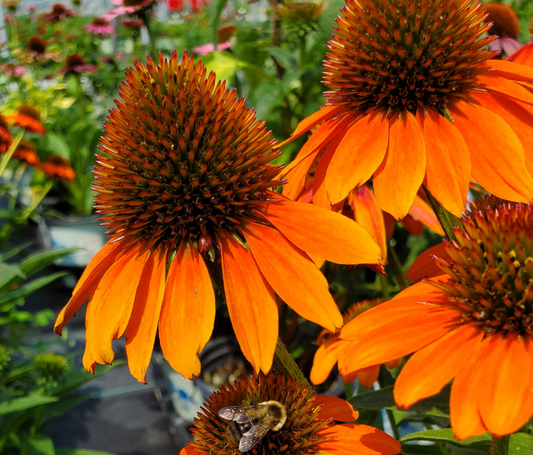 How to Care for Colorful Coneflowers