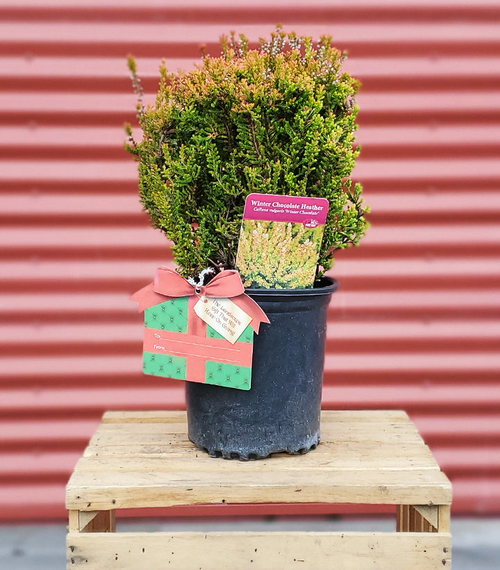 The Very Best Gifts for Plant Lovers