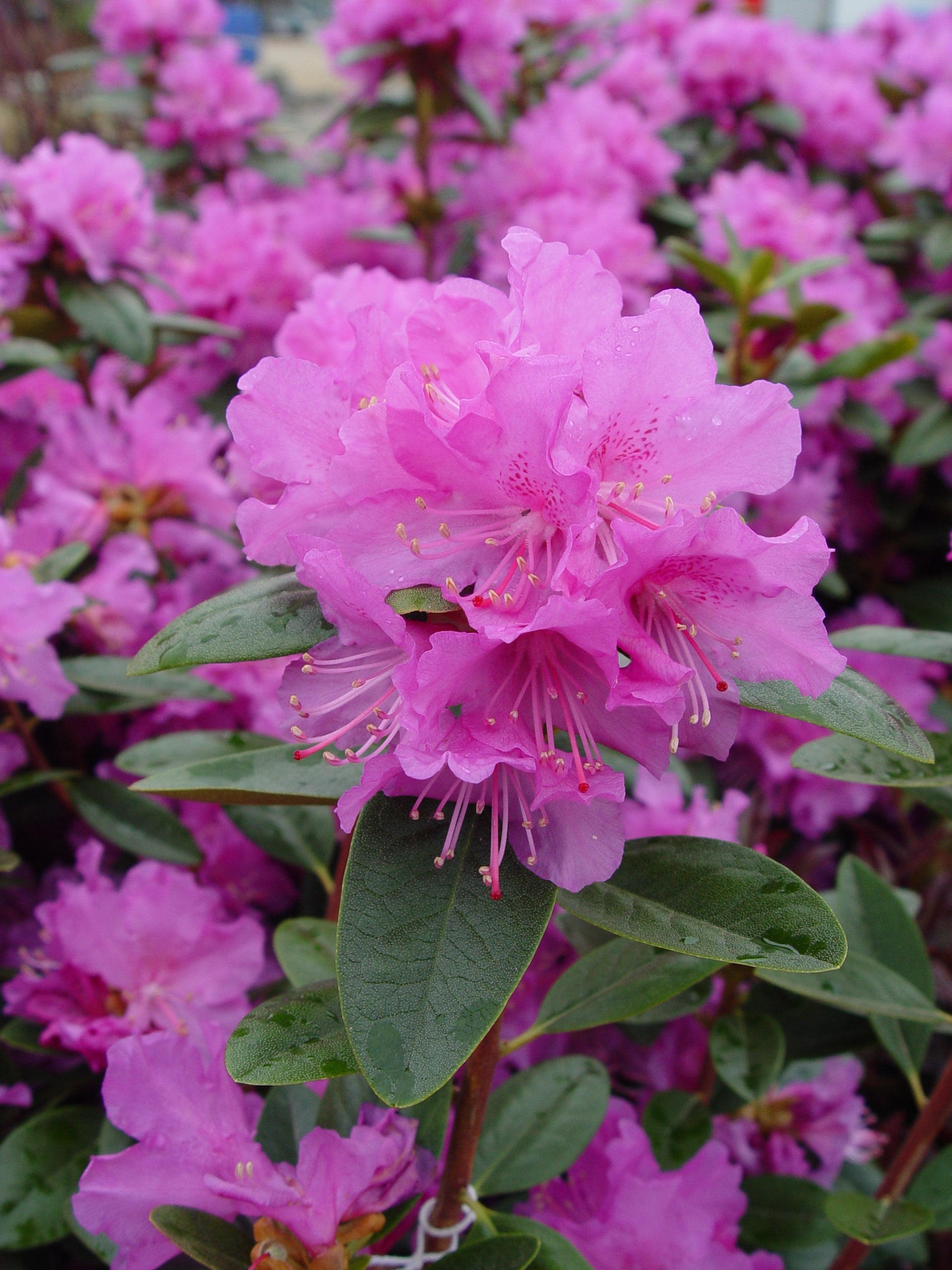 Azalea Rhododendron Tree Rhododendron & Azaleas – Green Promise Farms