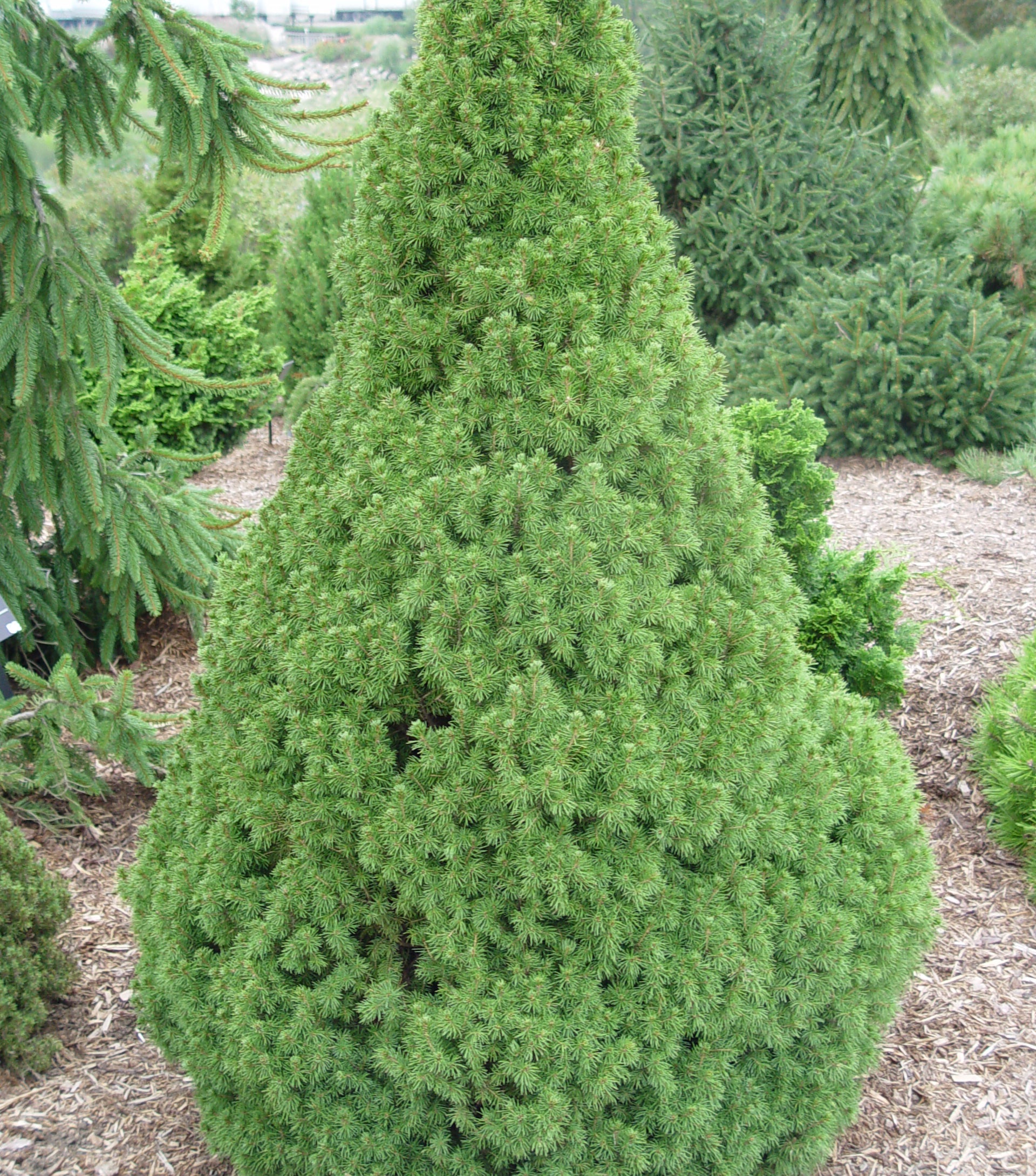 Trees – Green Promise Farms