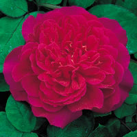 Sophy's Rose English Shrub Rose