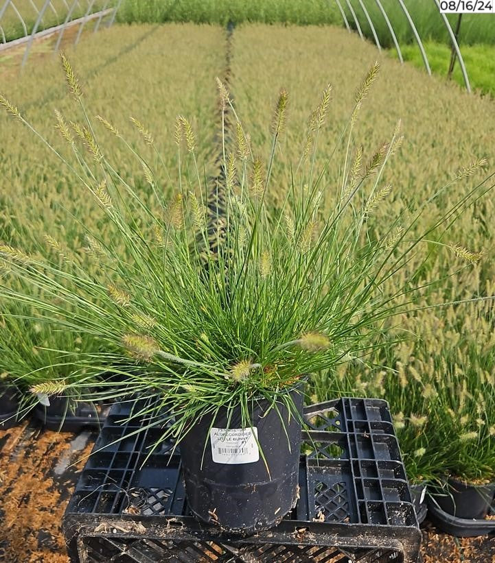 Little Bunny Dwarf Fountain Grass