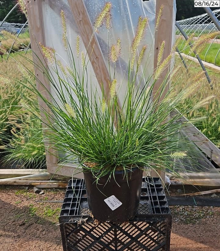 Hameln Dwarf Fountain Grass