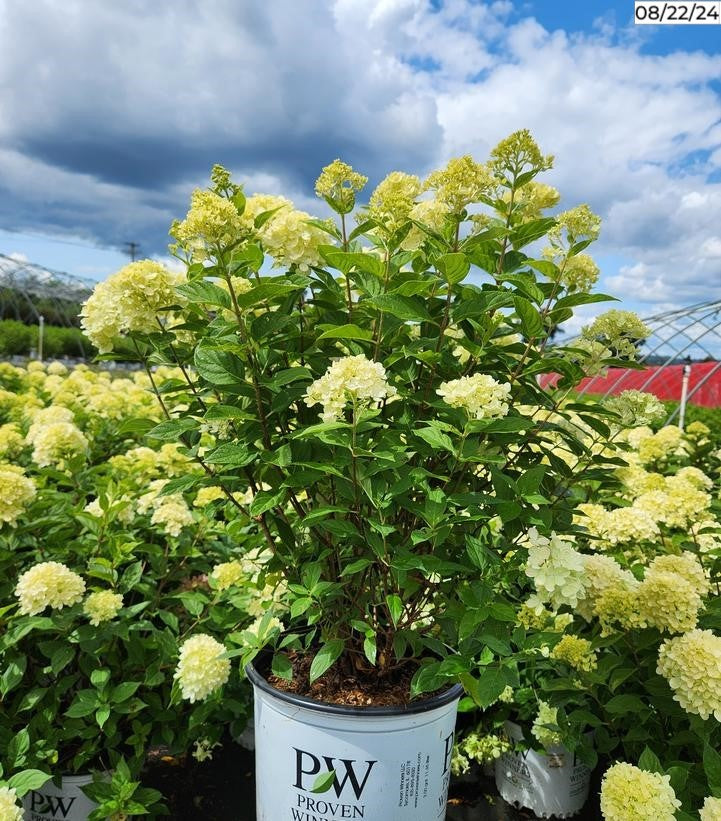 Little Lime® Panicle Hydrangea