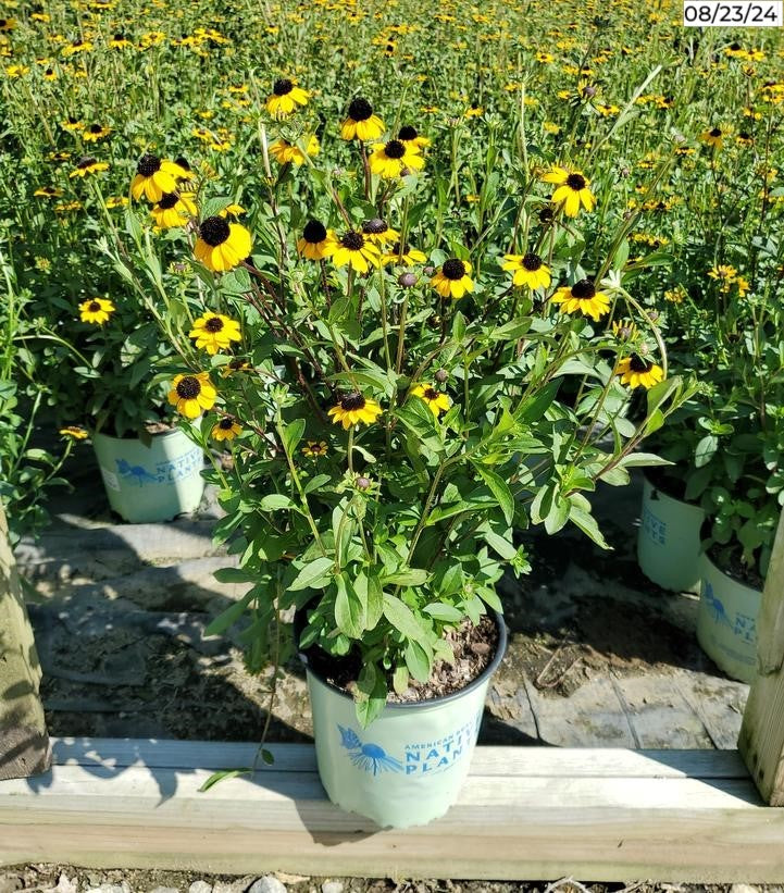 Fulgida Black Eyed Susan