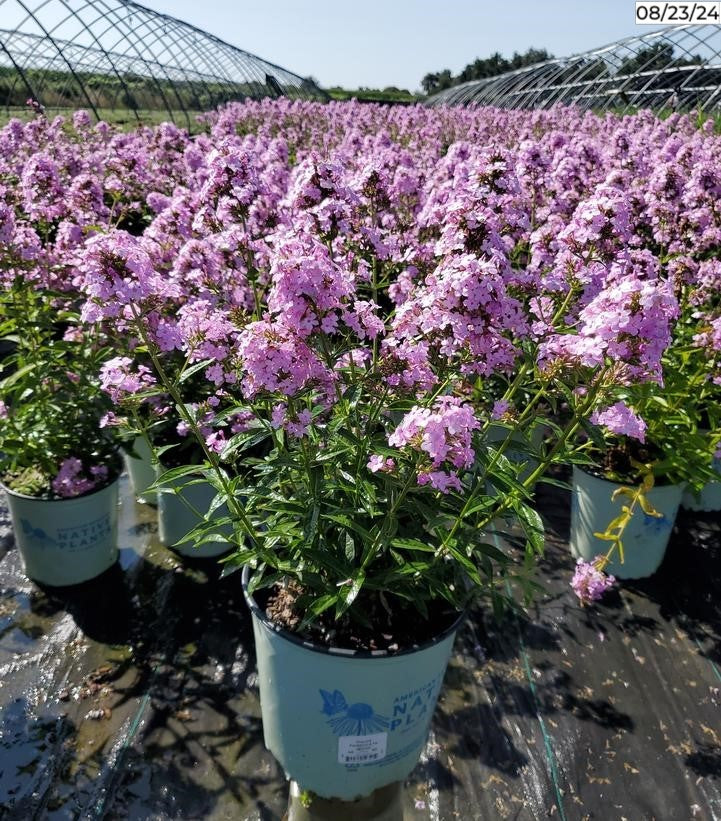 Jeana Garden Phlox