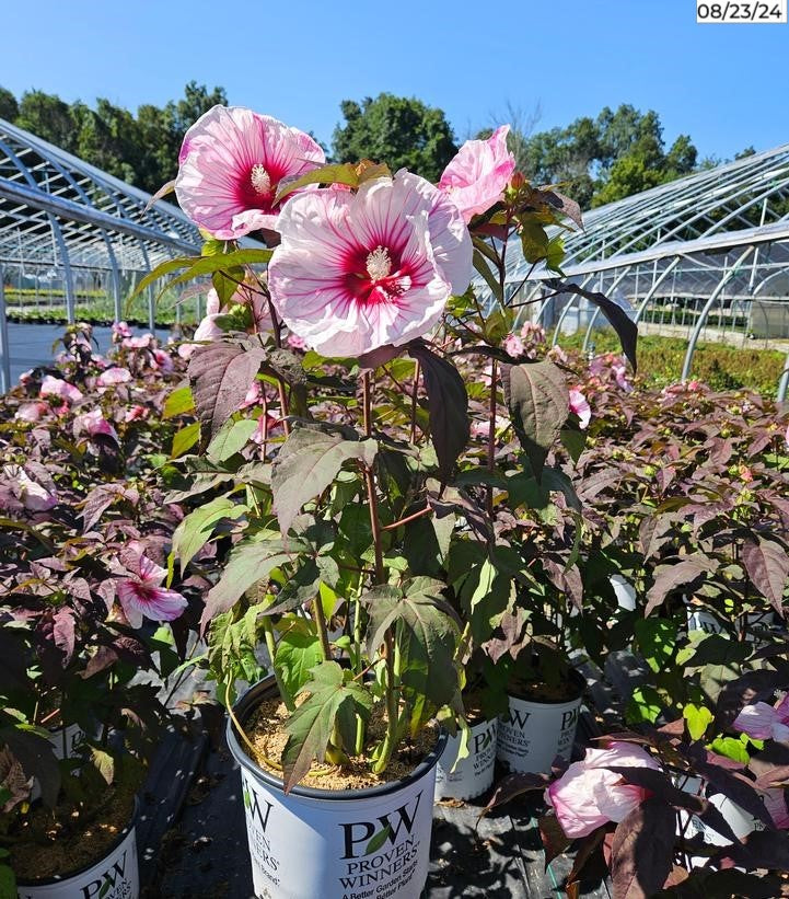 Summerific® Cherry Choco Latte Rose Mallow