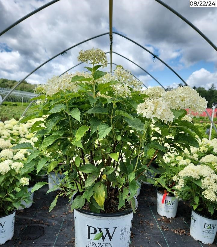 Invincibelle Limetta® Smooth hydrangea