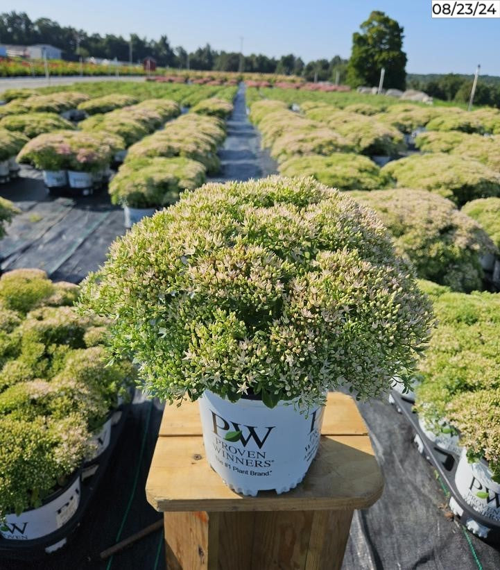 Rock 'N Grow® Bundle of Joy Stonecrop