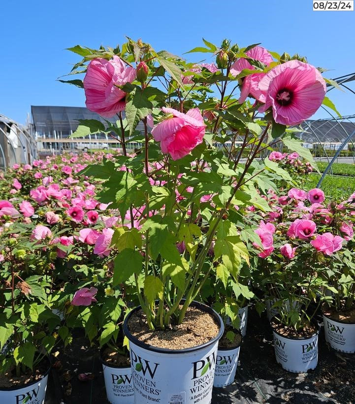 Candy Crush Rose Mallow