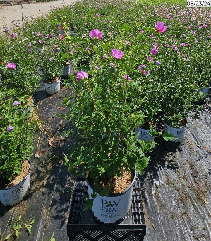 Dark Lavender Chiffon® Rose of Sharon