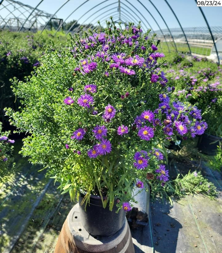 Kickin® Purple Aster