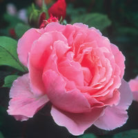 Brother Cadfael® English Shrub Rose