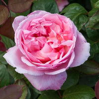 Brother Cadfael® English Shrub Rose