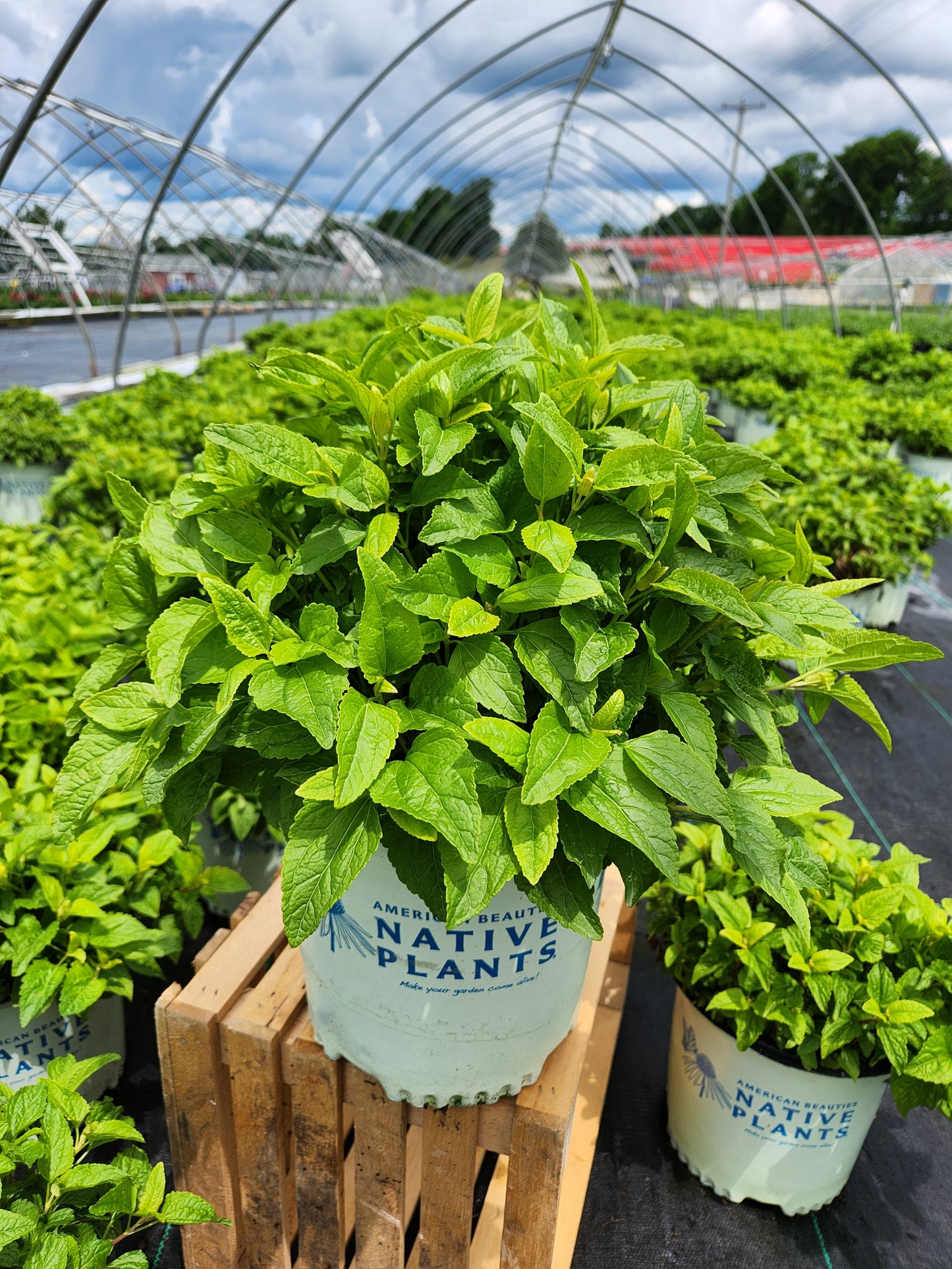 Hardy Ageratum