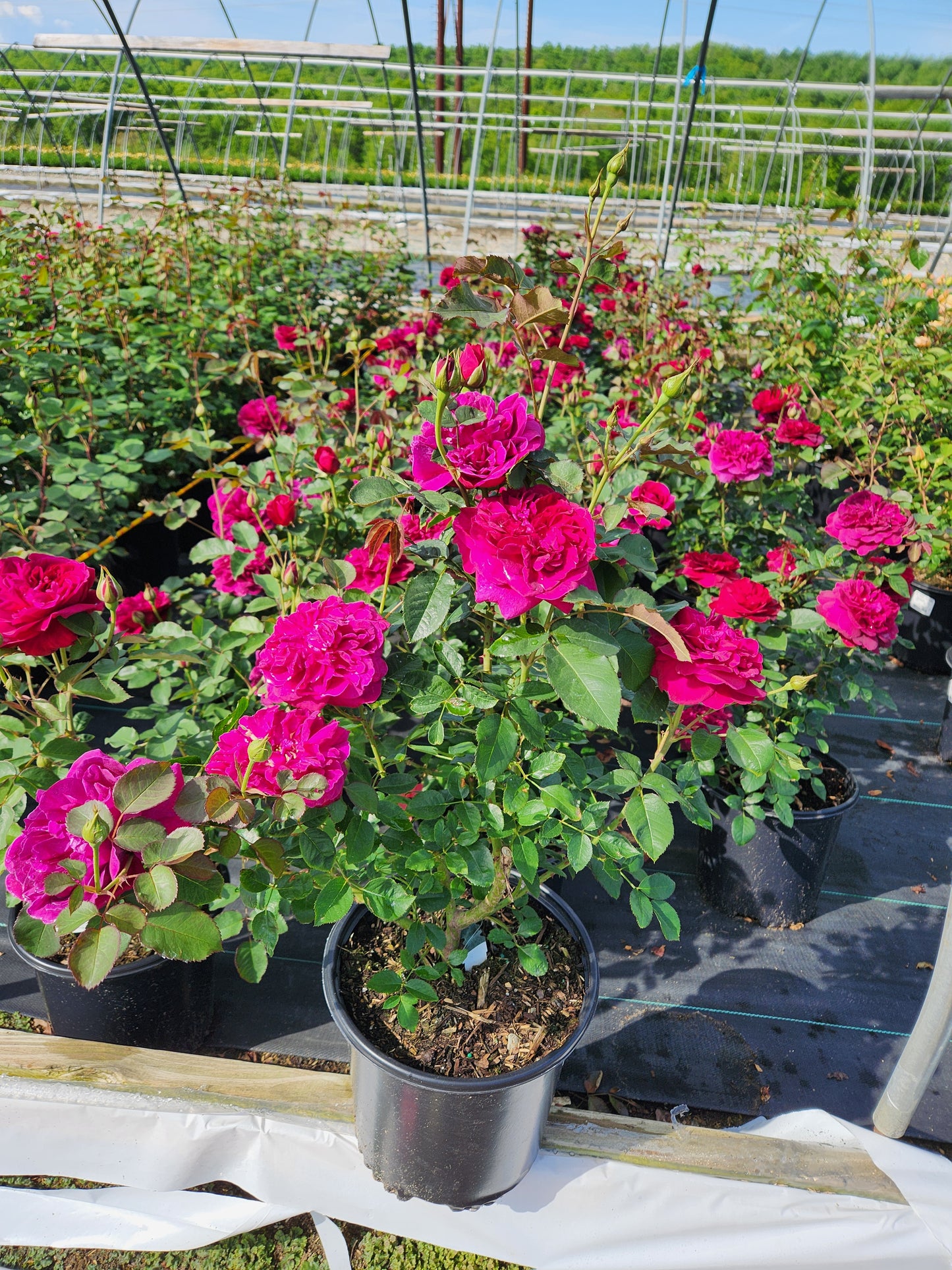 Darcey Bussell English Rose