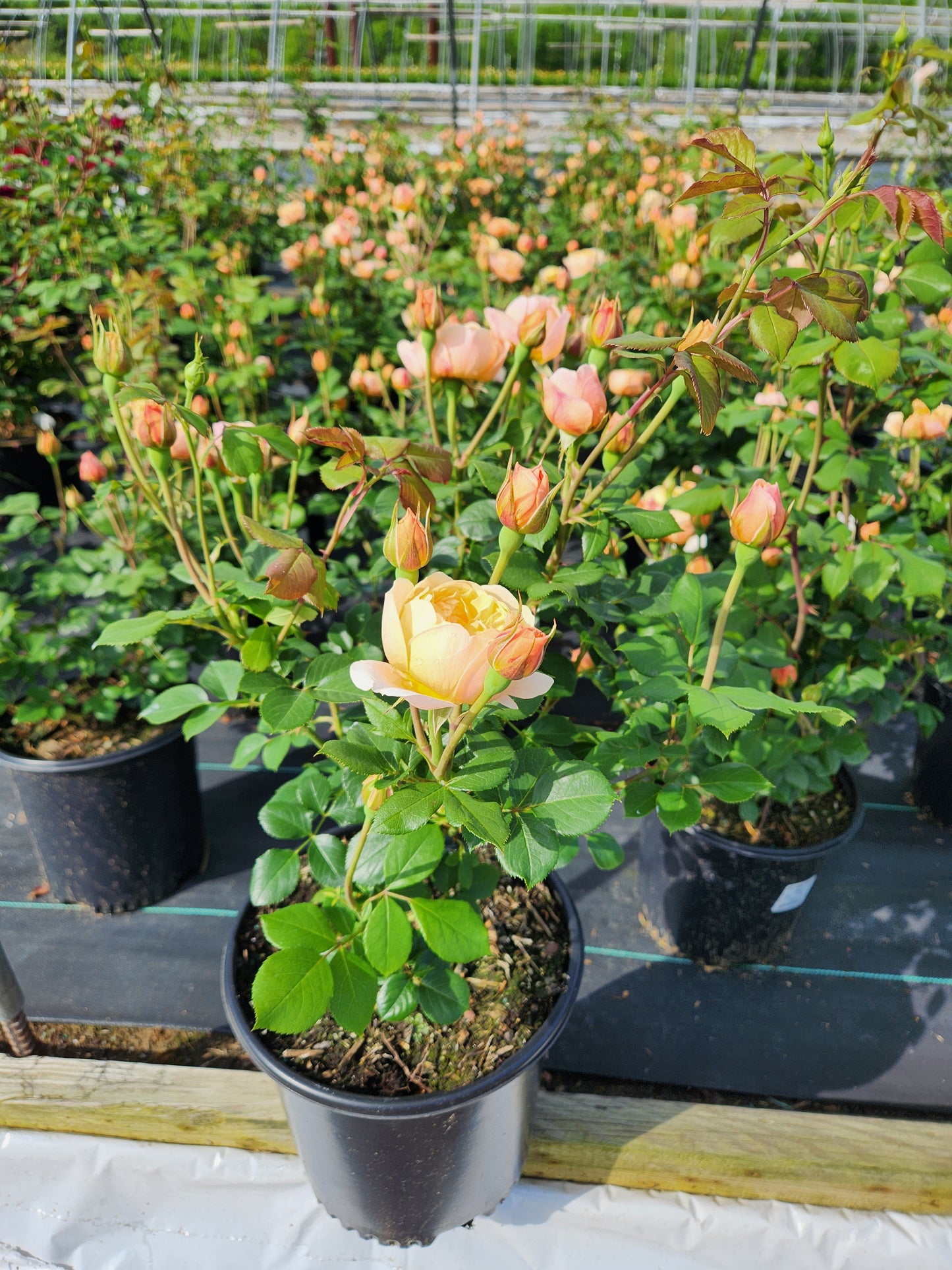 Roald Dahl English Shrub Rose