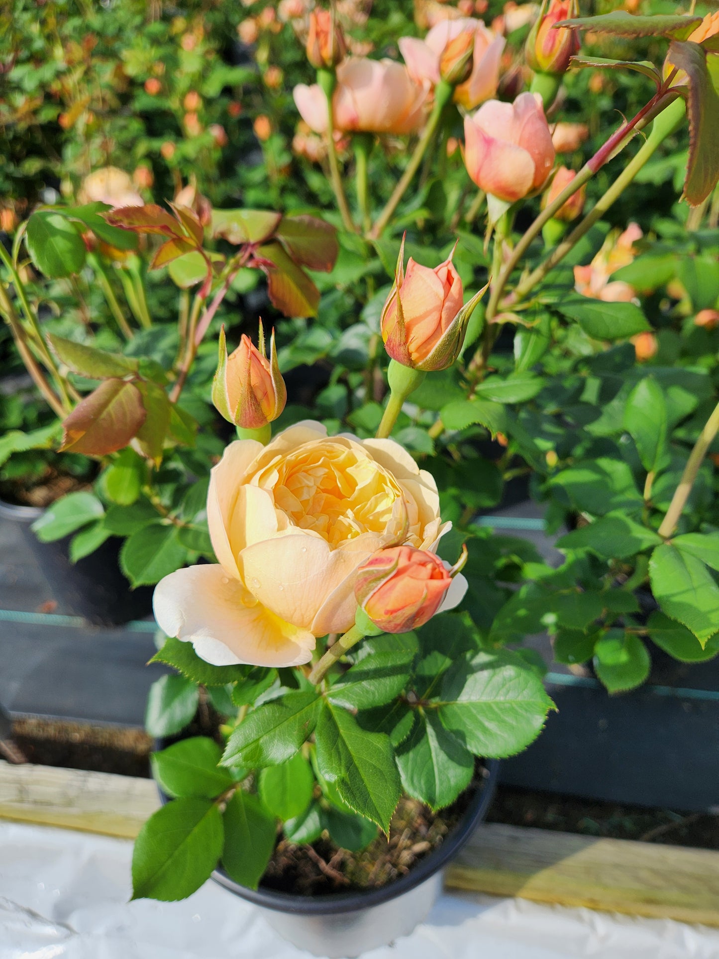 Roald Dahl English Shrub Rose