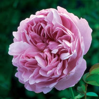 Charles Rennie Mackintosh English Shrub Rose