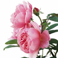 Brother Cadfael® English Shrub Rose