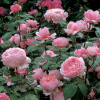 Brother Cadfael® English Shrub Rose